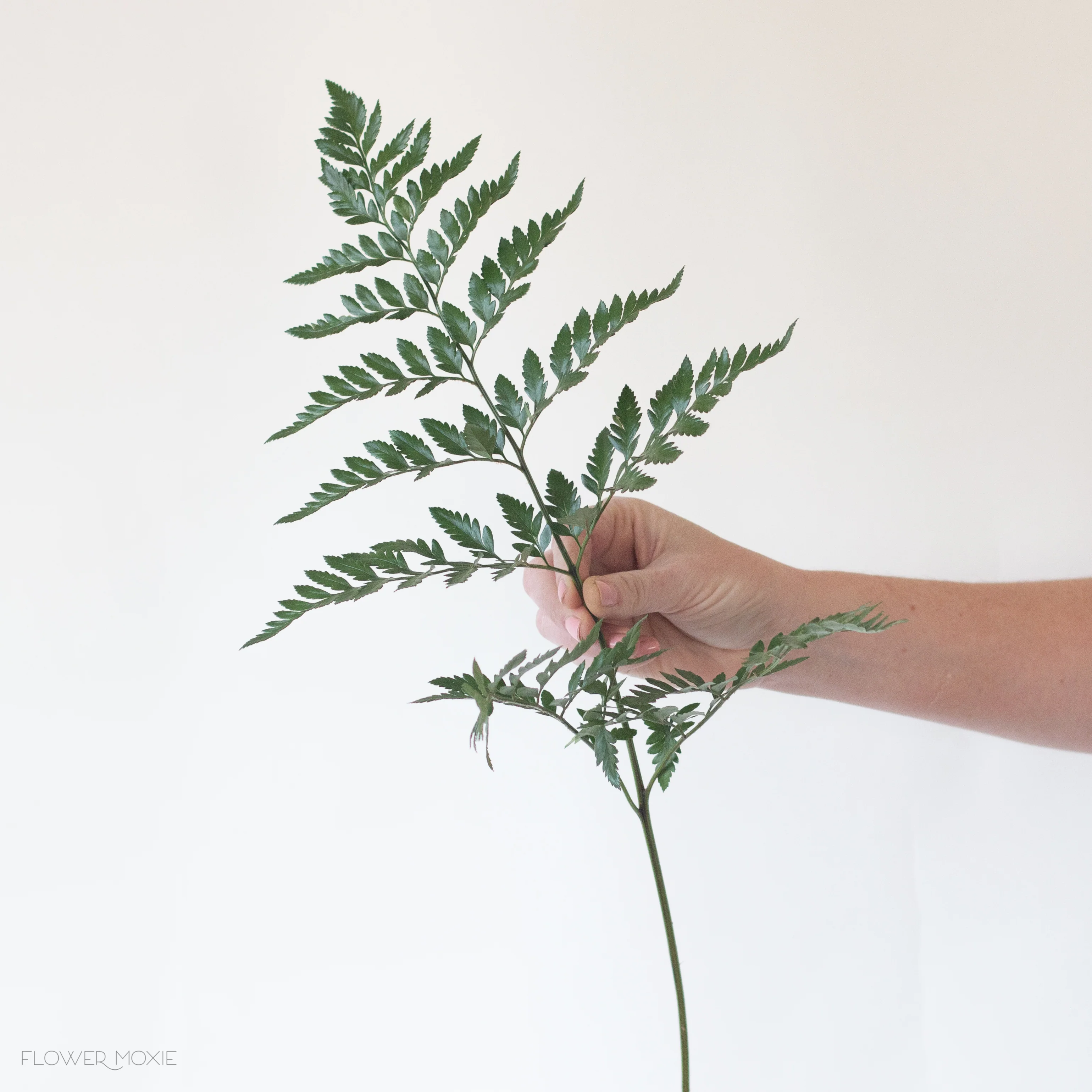 Leatherleaf Fern Greenery - Image 6