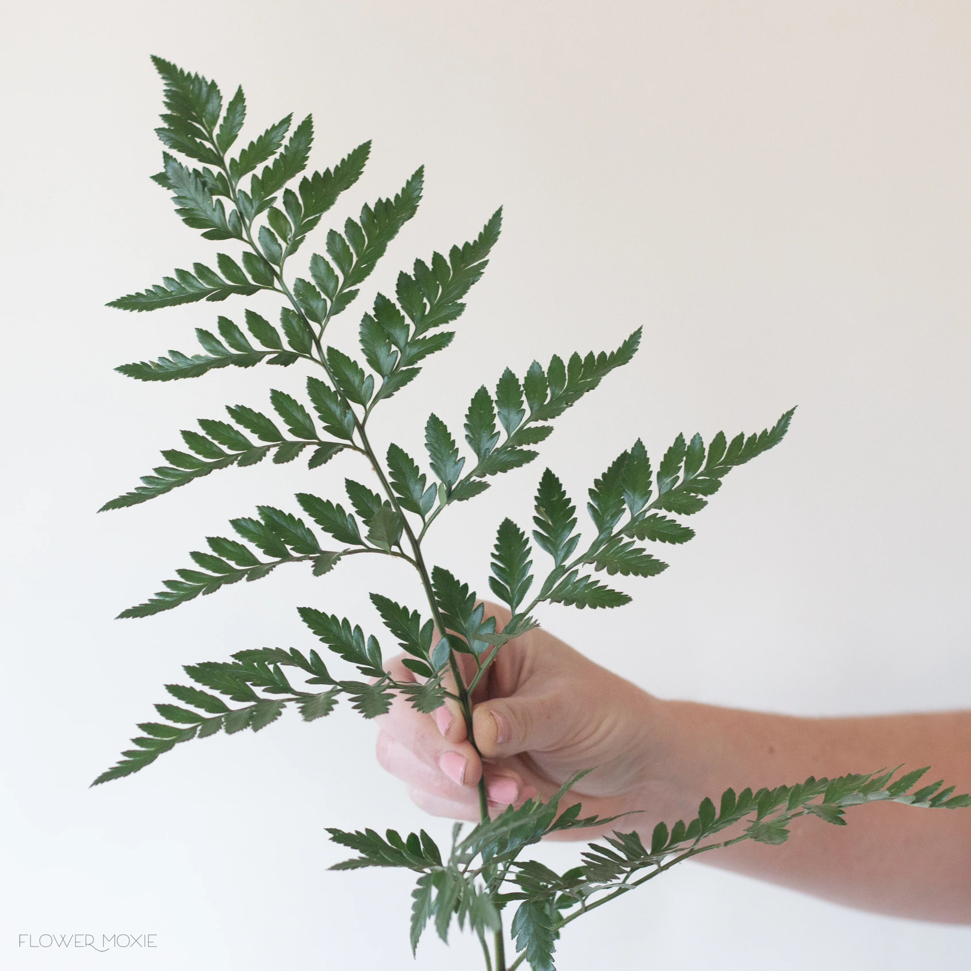 Leatherleaf Fern Greenery - Image 7