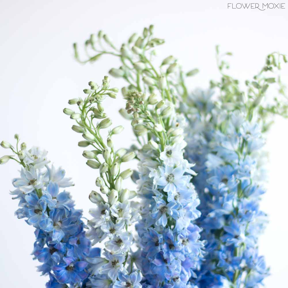 Light Blue Delphinium Flower - Image 4