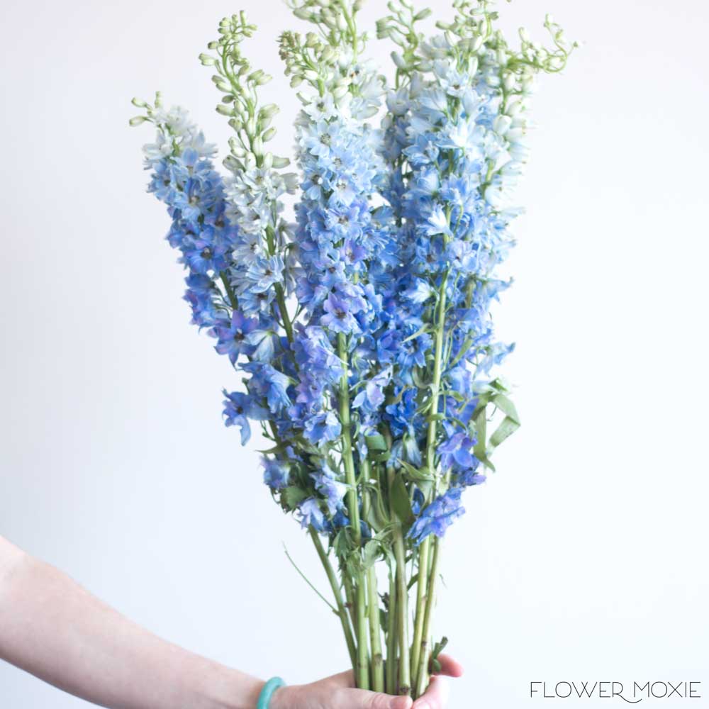Light Blue Delphinium Flower - Image 6