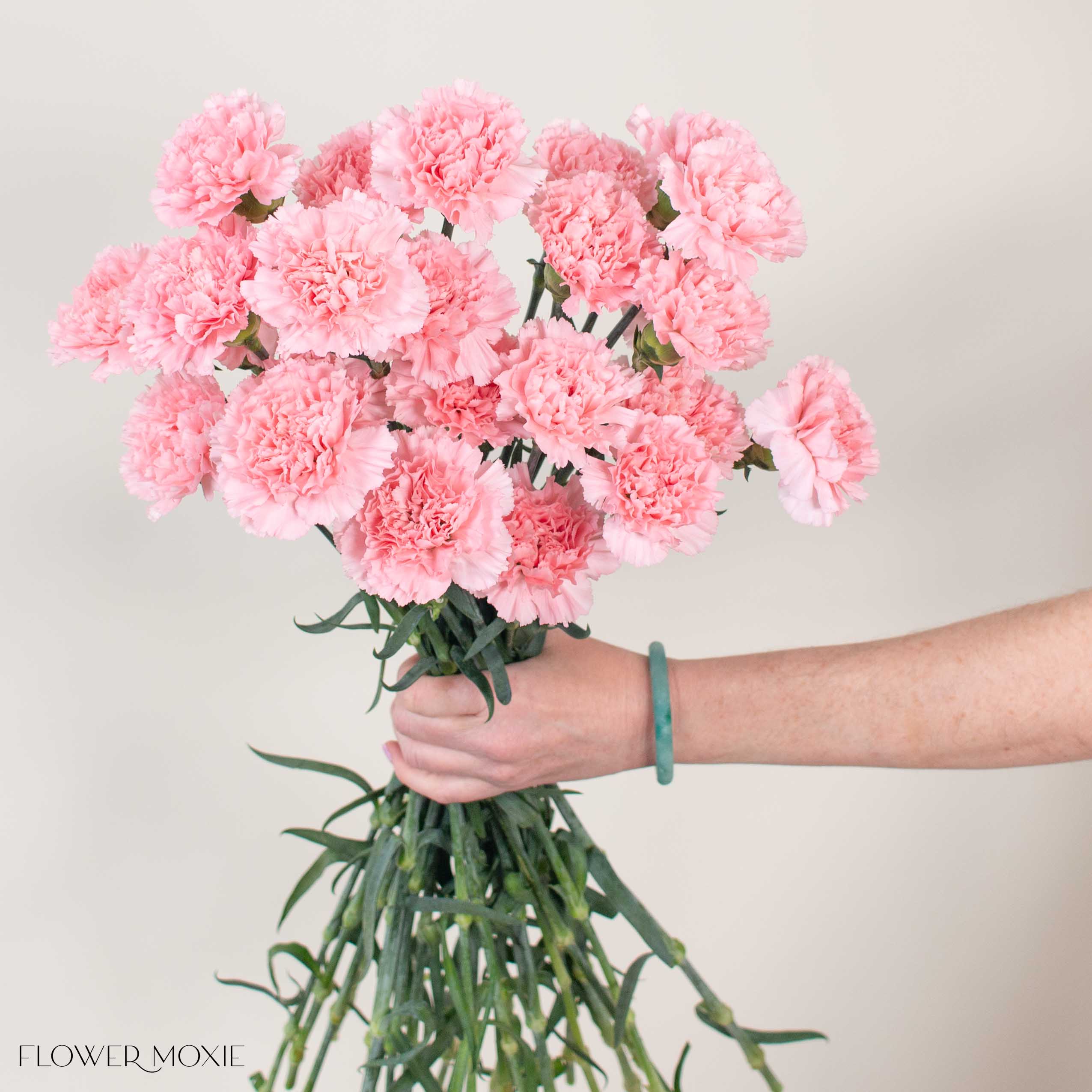 Light Pink Carnation Flower - Image 4