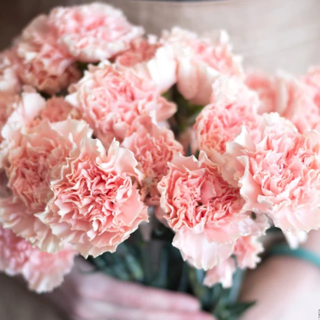 Light Pink Carnation Flower - Image 7