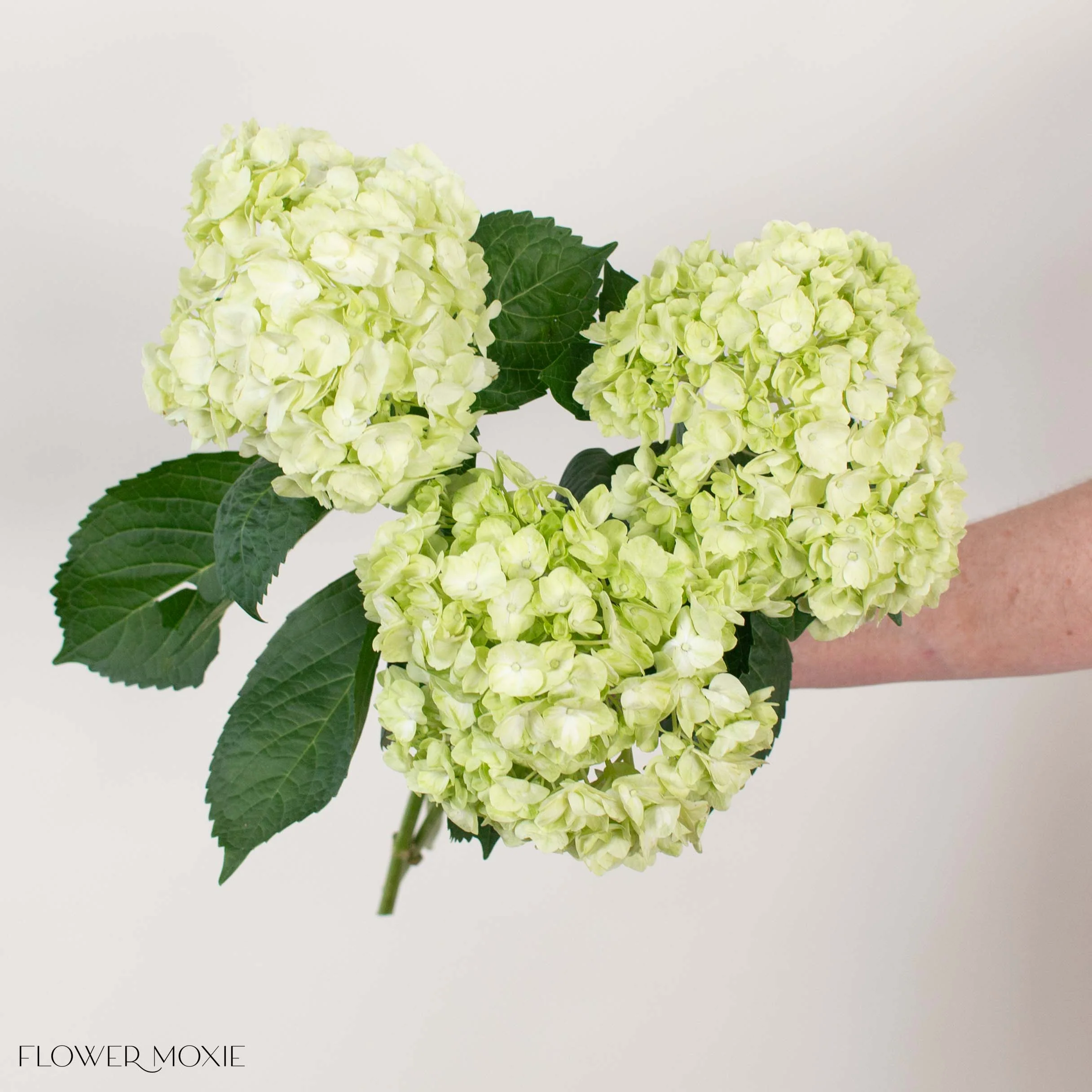 Lime Green Hydrangea Flower - Image 3