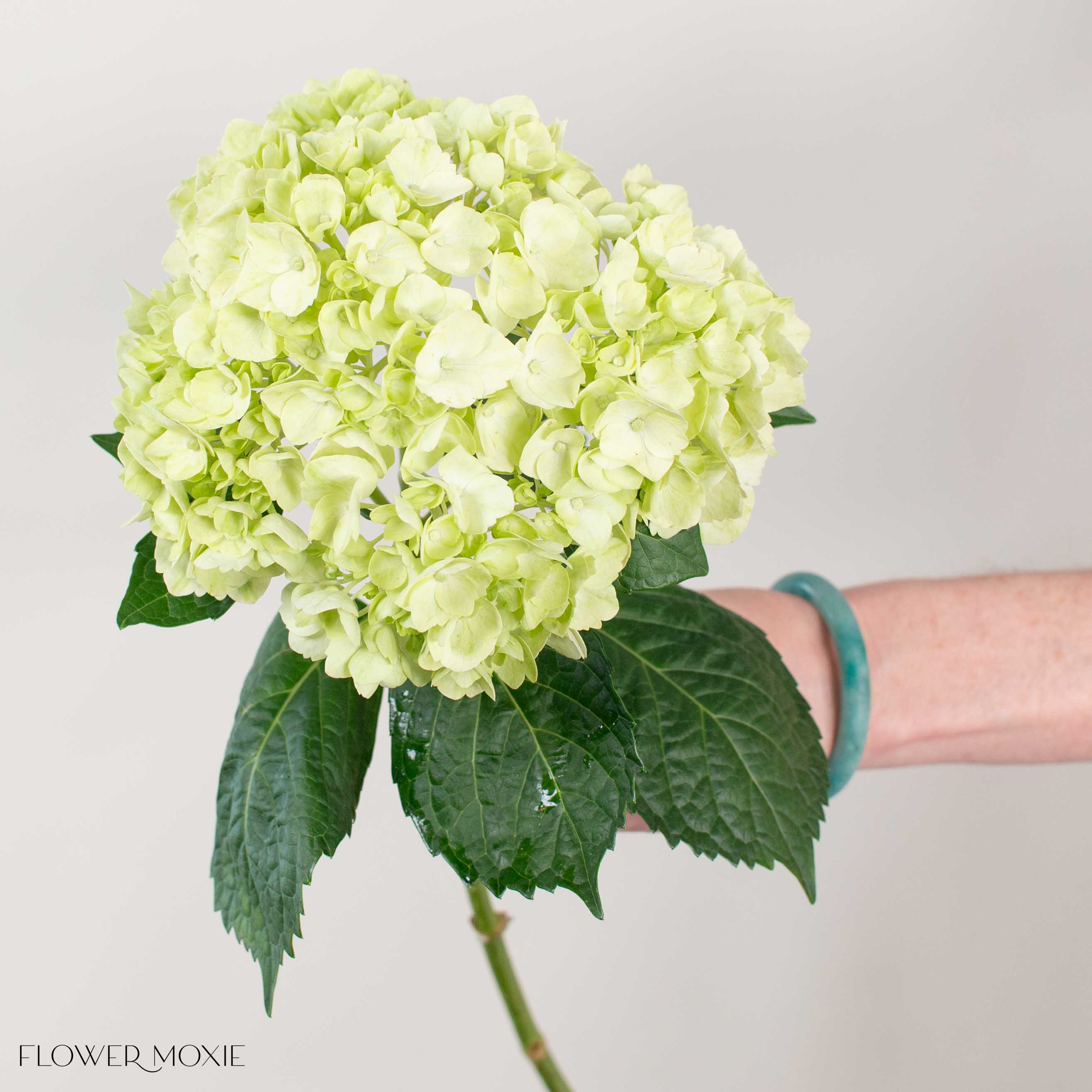 Lime Green Hydrangea Flower - Image 4