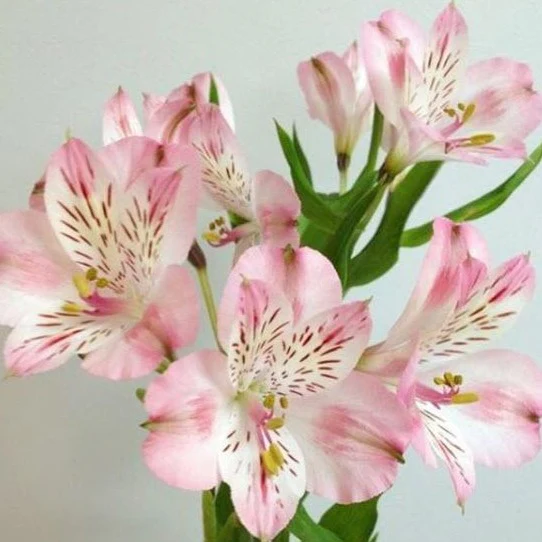 Light Pink Alstroemeria Flower - Image 6