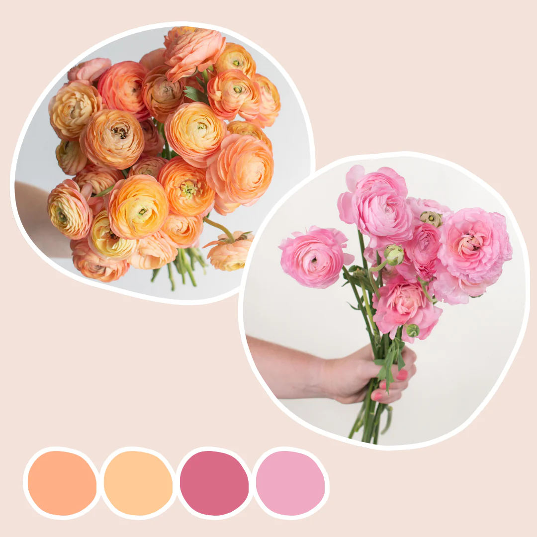 Light Pink and Peach Ranunculus Mixed Box