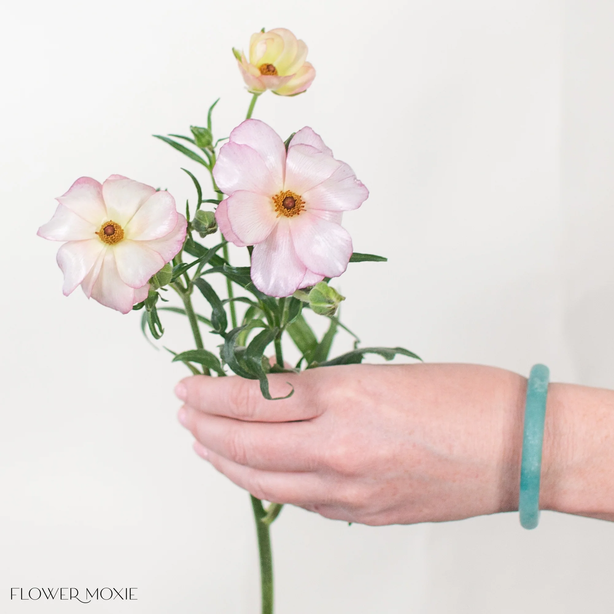 Light Pink Butterfly Ranunculus - Image 3