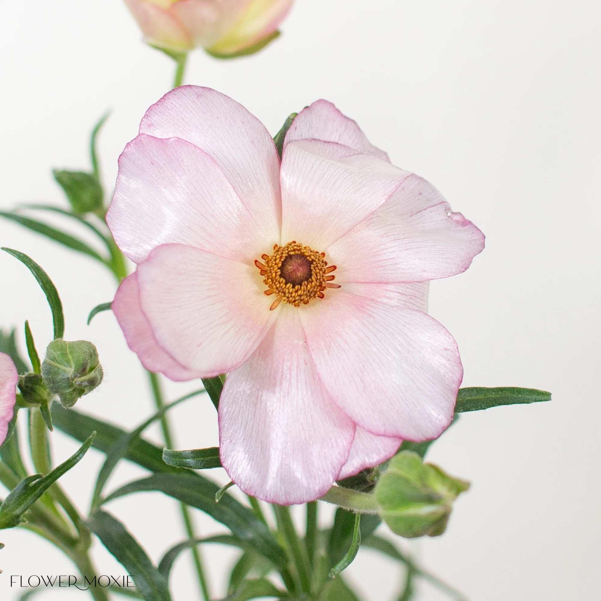 Light Pink Butterfly Ranunculus - Image 5