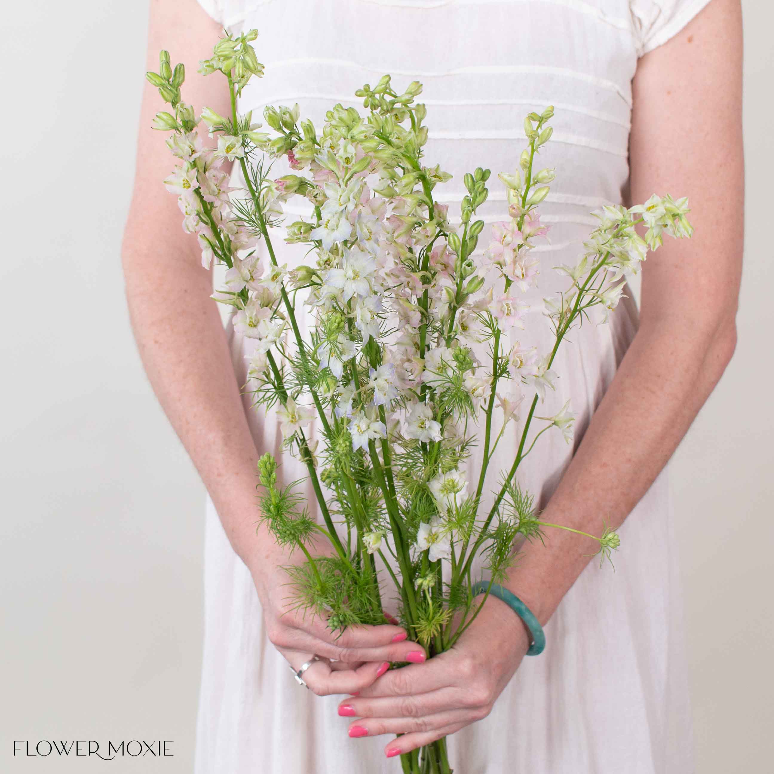 Light Pink Larkspur Flower