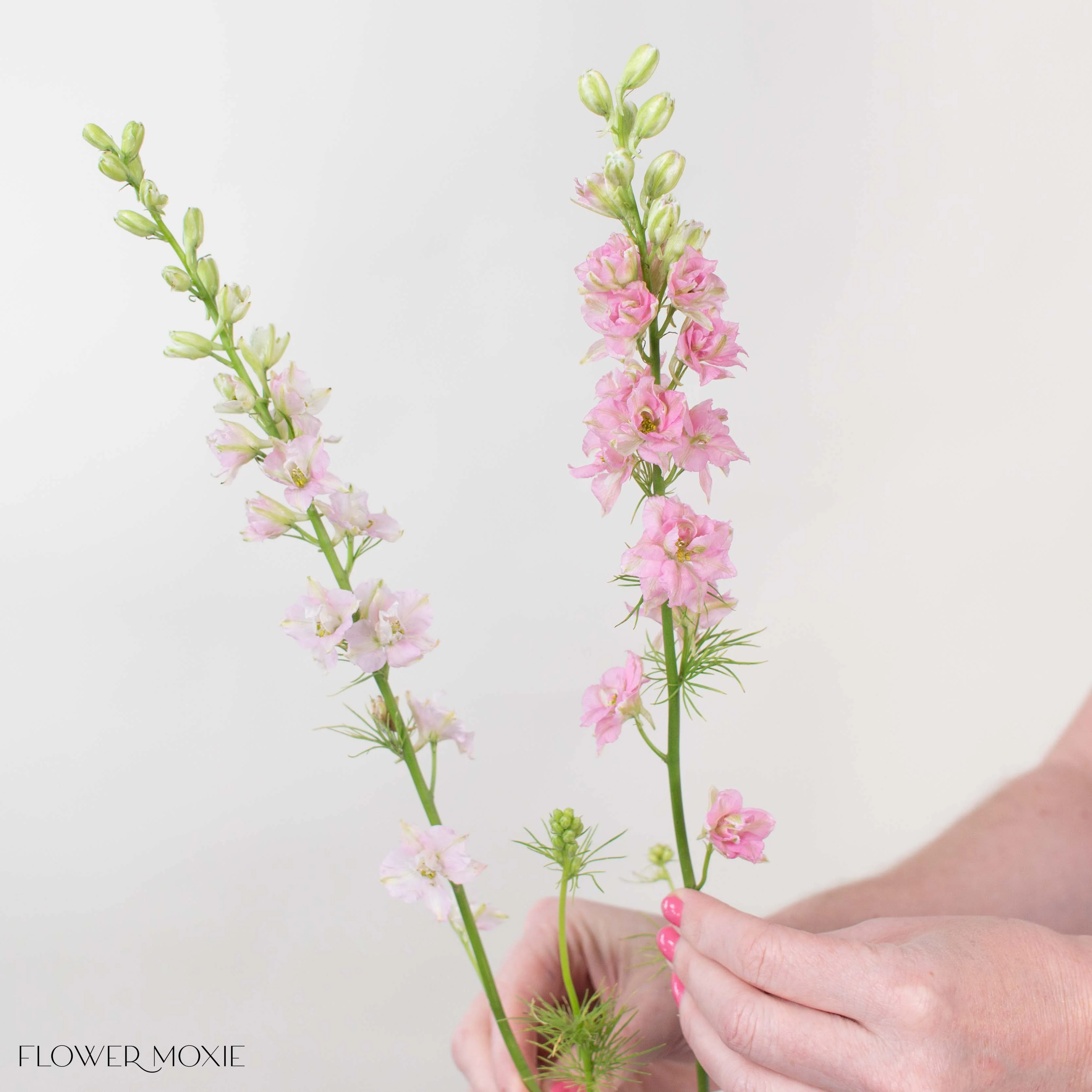 Light Pink Larkspur Flower - Image 5
