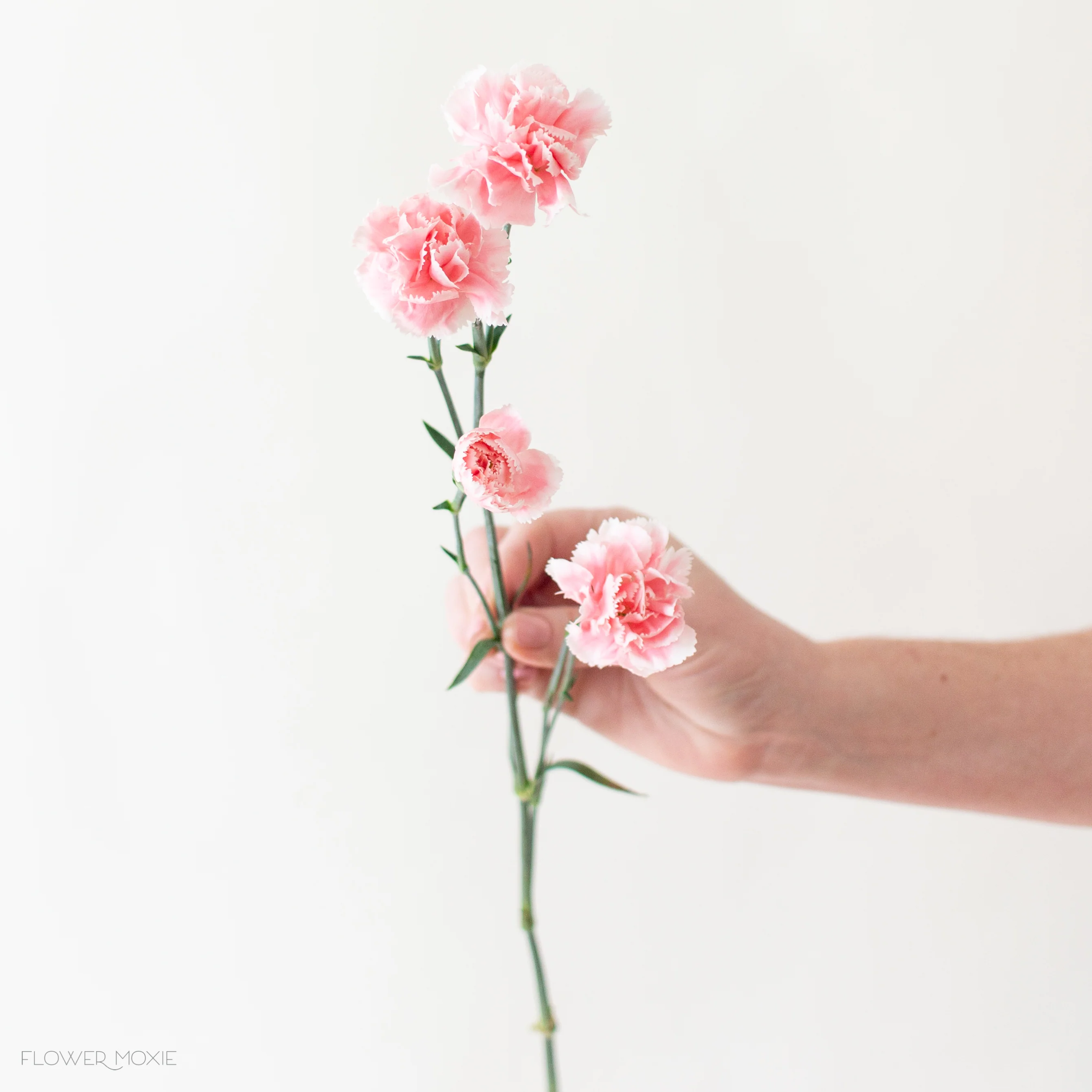 Light Pink Mini Carnation Flower - Image 3