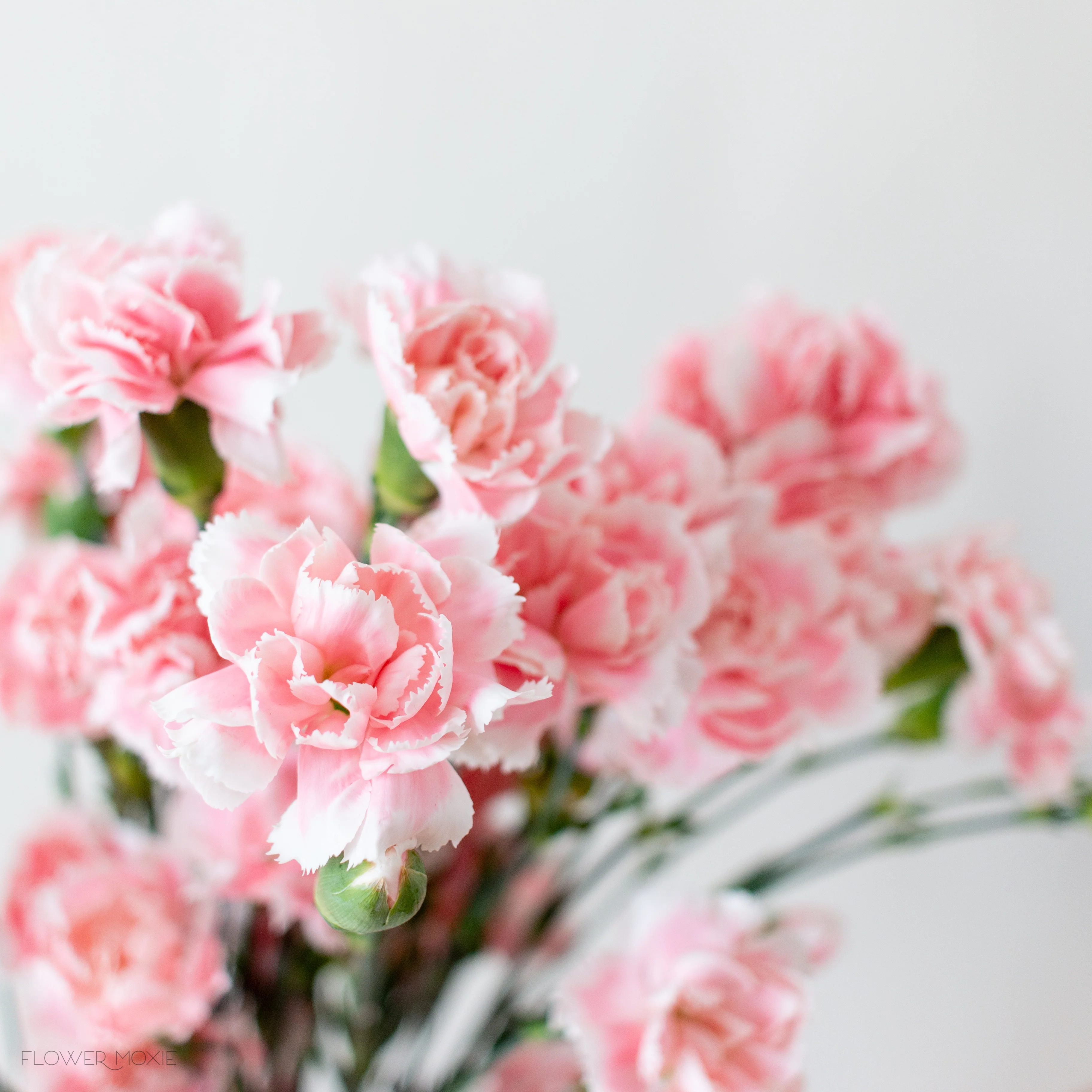 Light Pink Mini Carnation Flower - Image 6