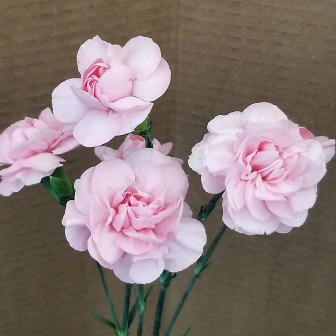 Light Pink Mini Carnation Flower - Image 7