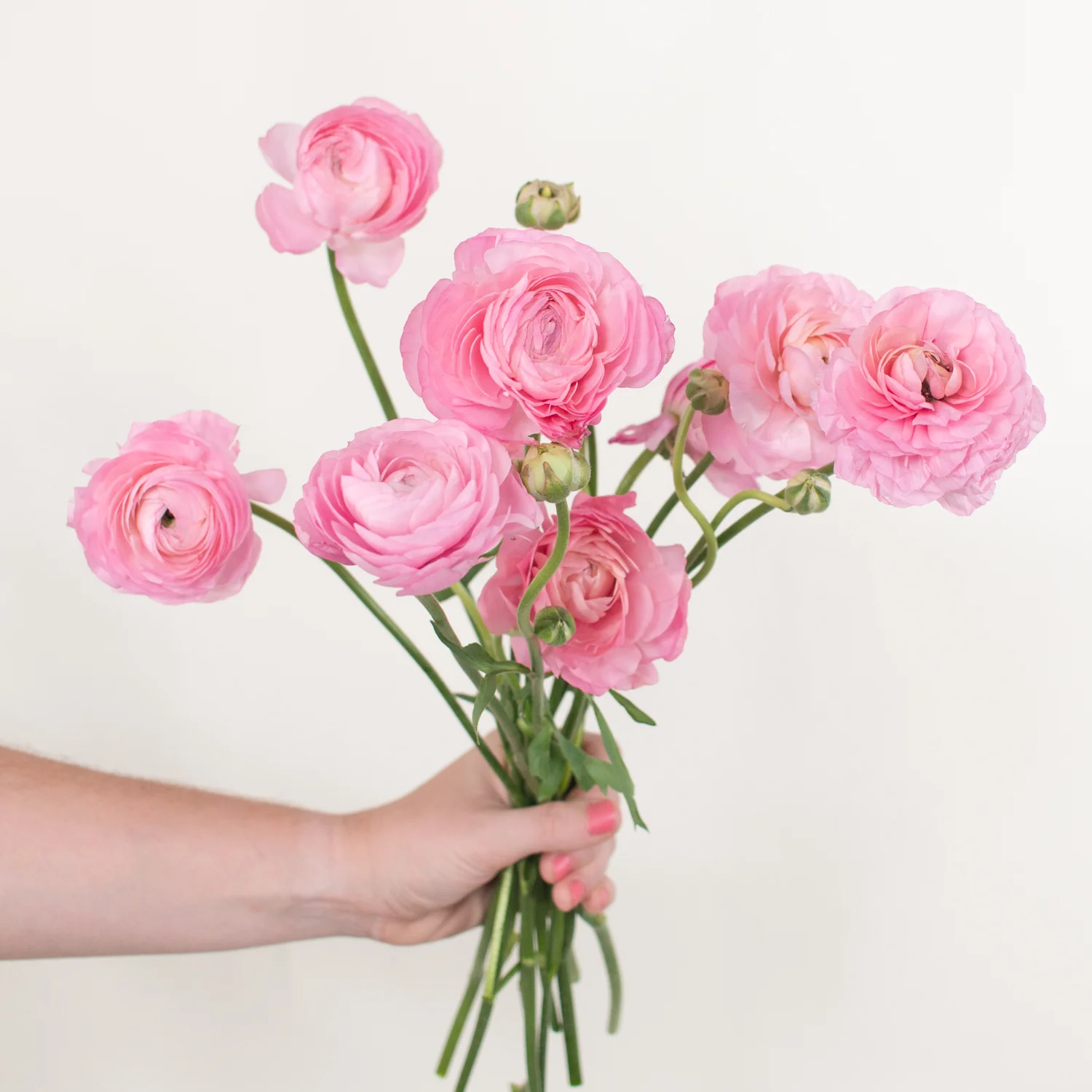 Light Pink Ranunculus Flower - Image 3