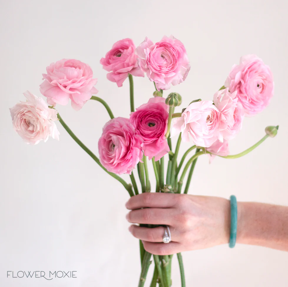 Light Pink Ranunculus Flower - Image 4