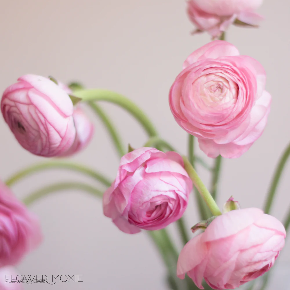 Light Pink Ranunculus Flower - Image 6