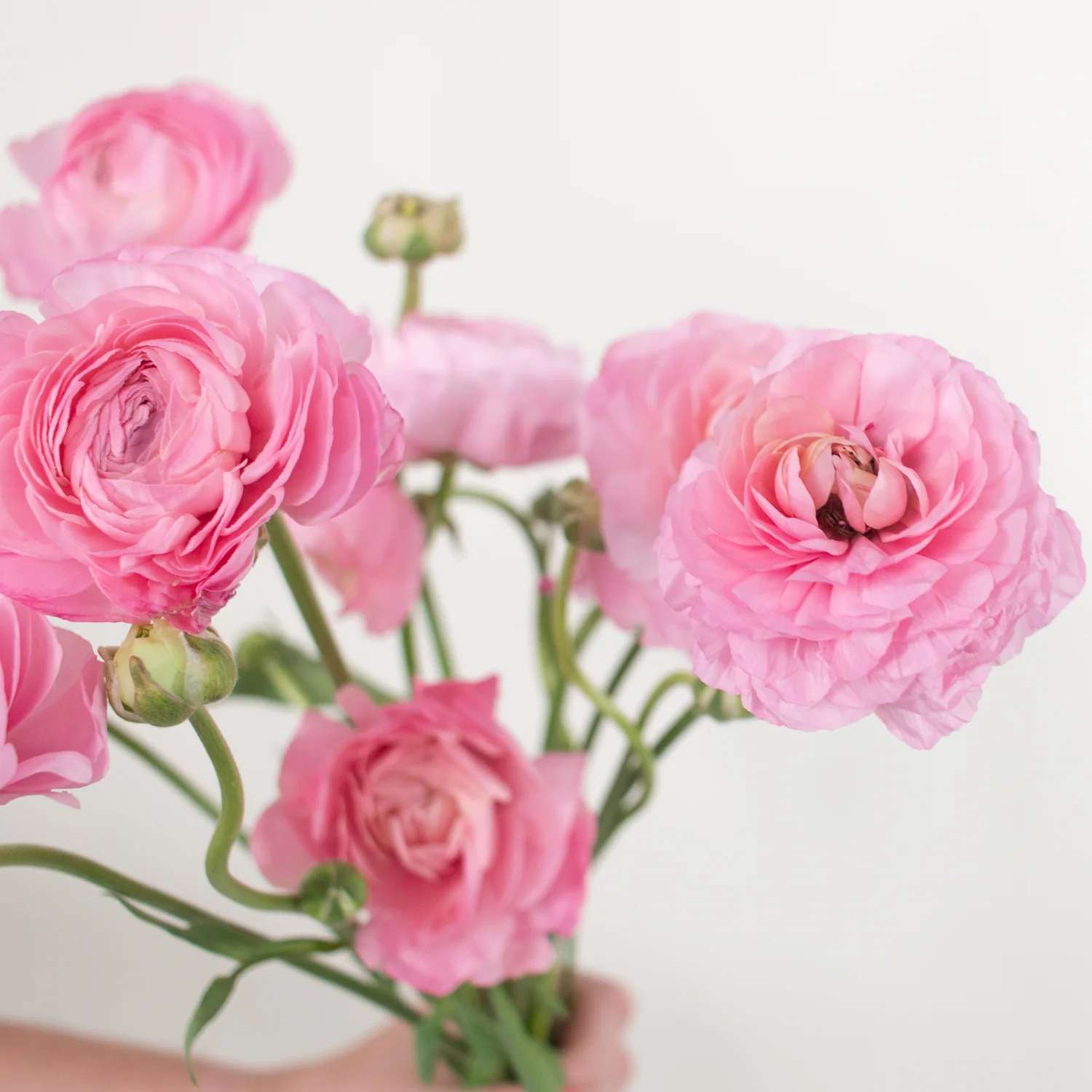 Light Pink Ranunculus Flower - Image 8