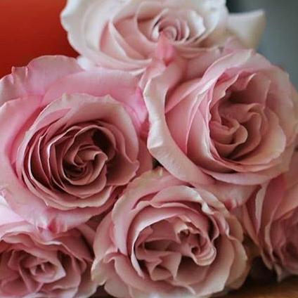 Light Pink Secret Garden Rose - Image 3