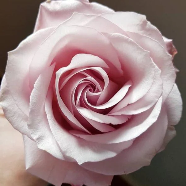 Light Pink Secret Garden Rose - Image 4
