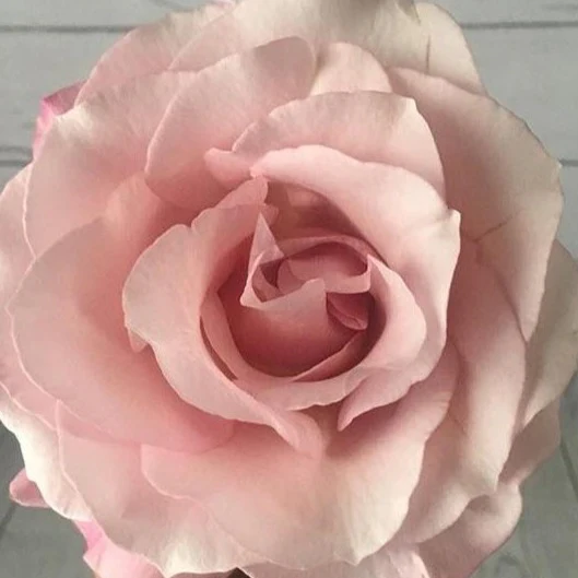 Light Pink Secret Garden Rose - Image 5