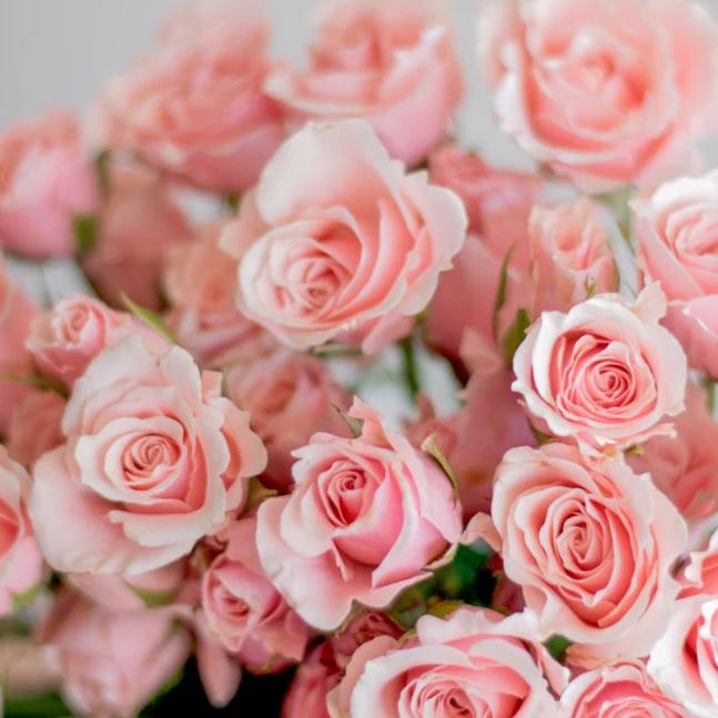 Light Pink Spray Roses - Image 5