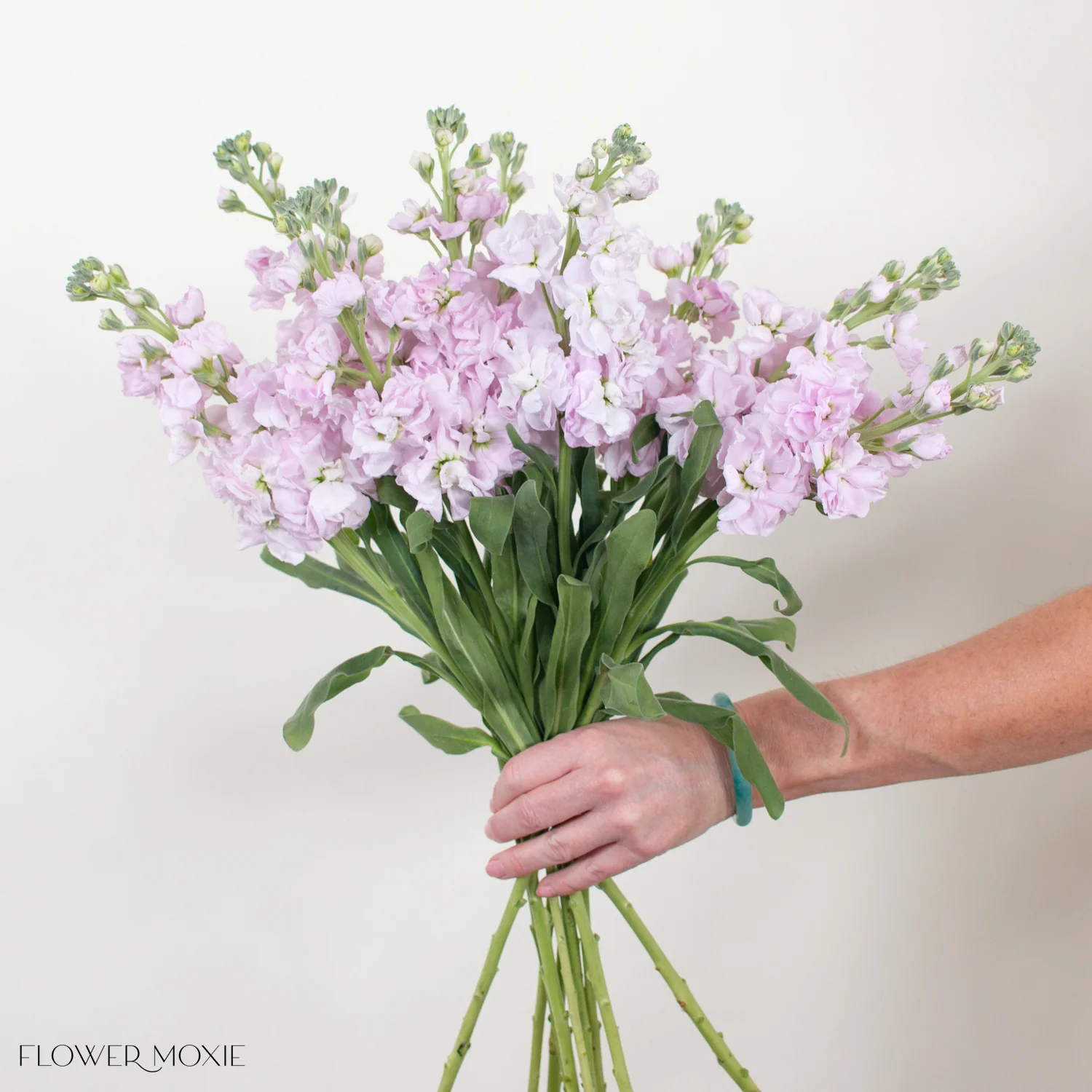 Light Pink Stock Flower