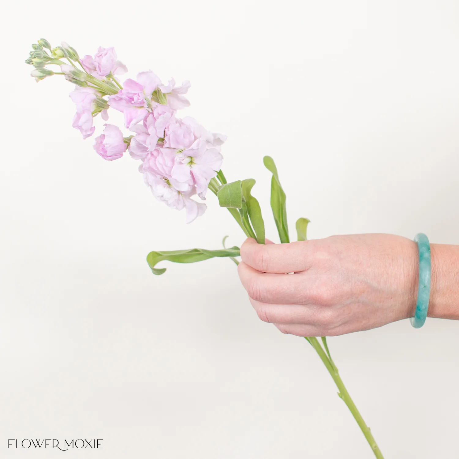 Light Pink Stock Flower - Image 4
