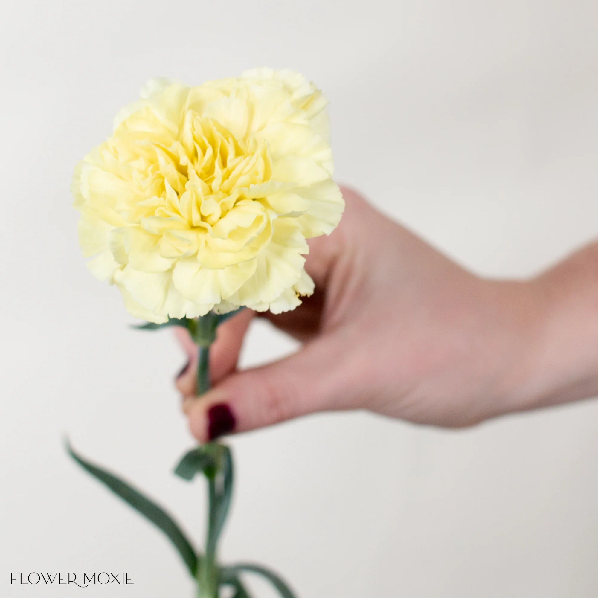 Yellow Carnation Flower - Image 3