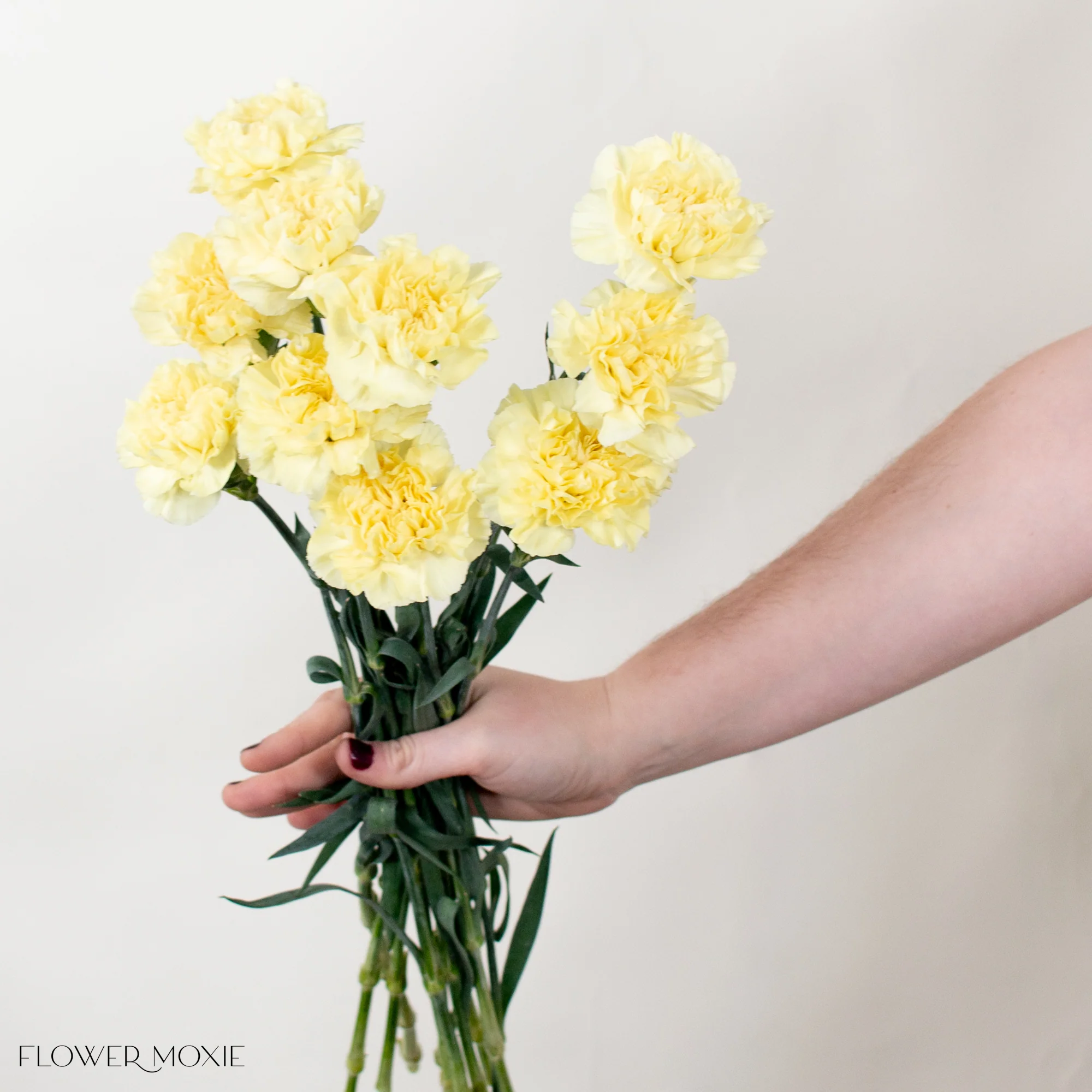 Yellow Carnation Flower - Image 4