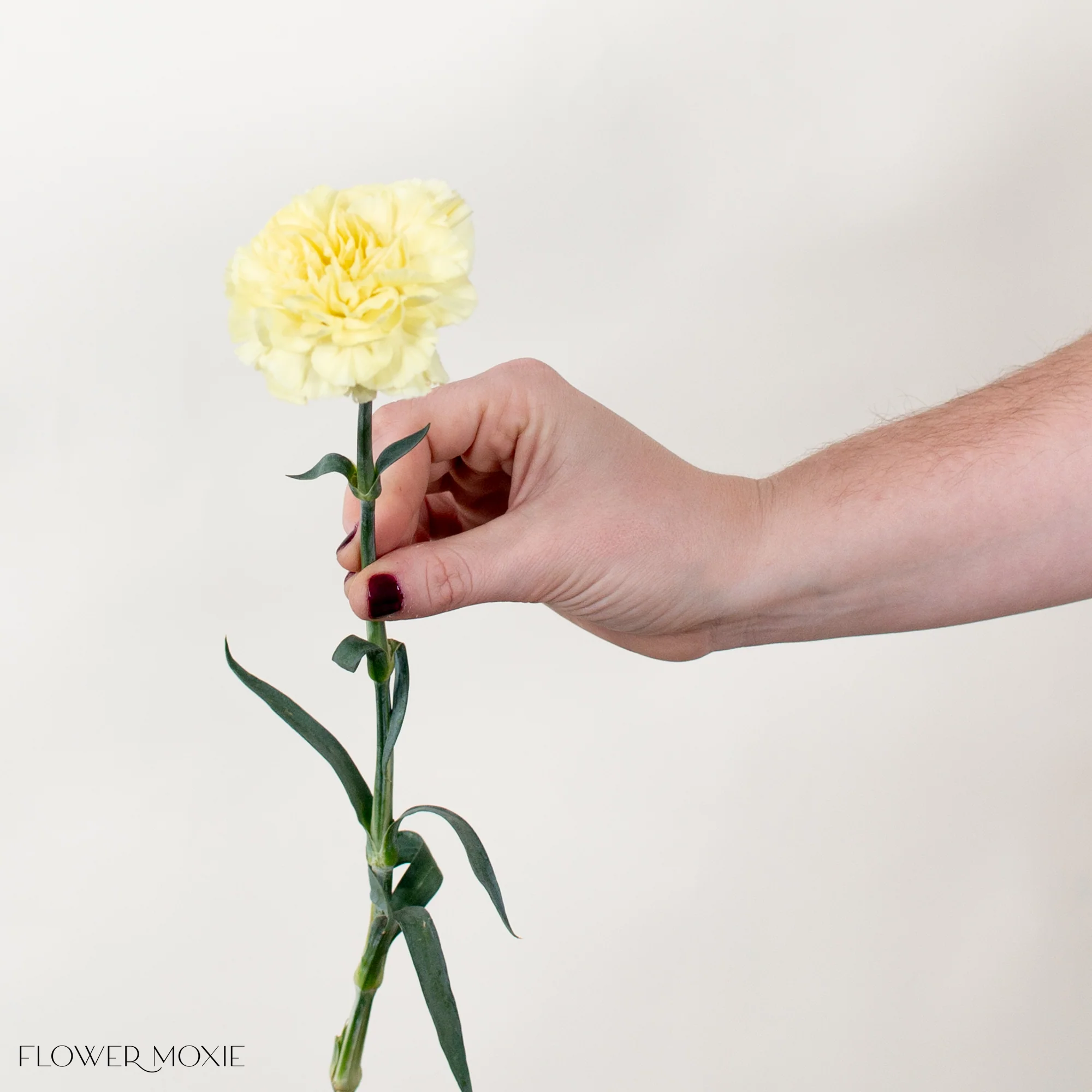 Yellow Carnation Flower - Image 5