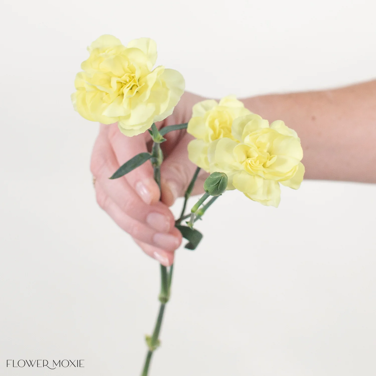 Light Yellow Mini Carnation Flower - Image 4