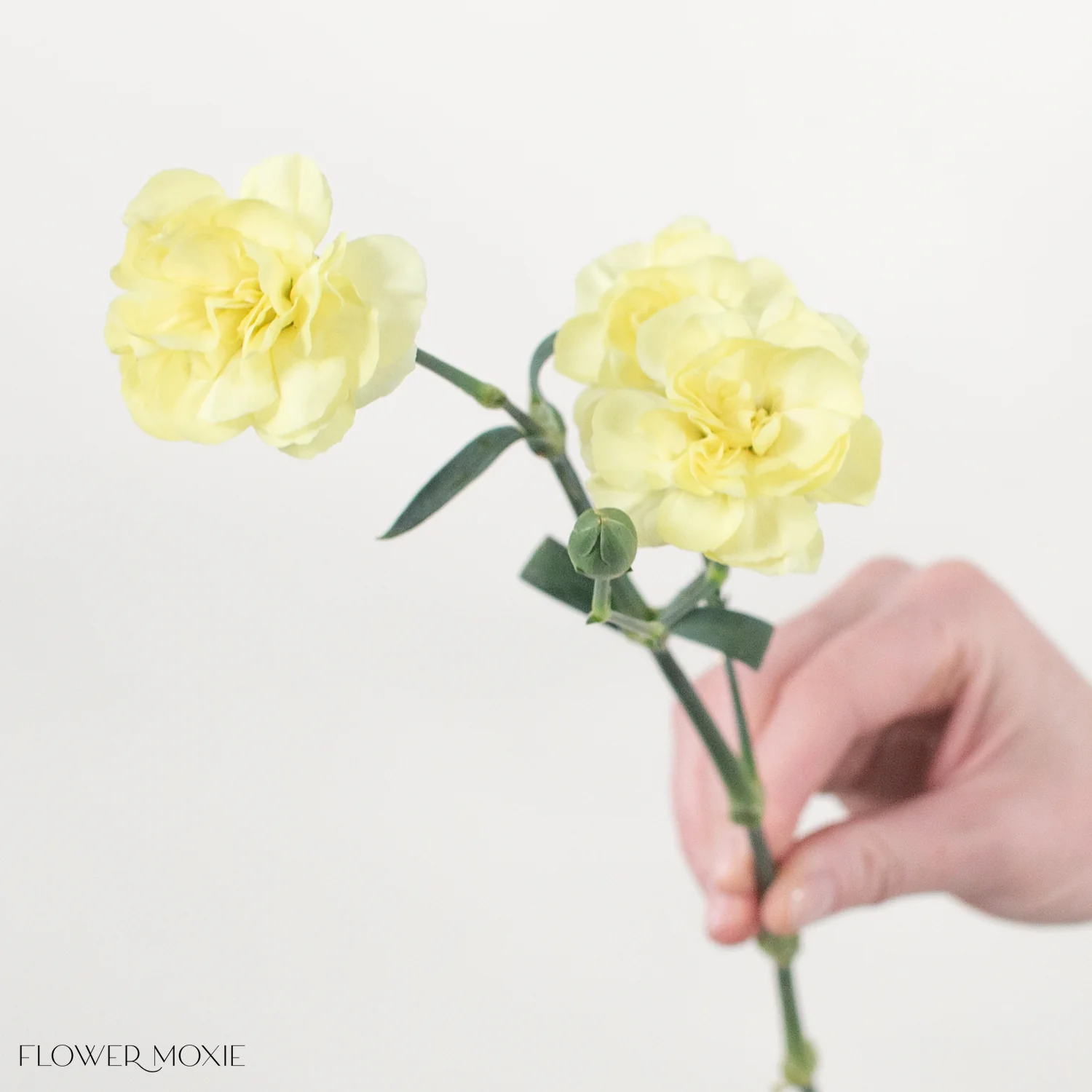 Light Yellow Mini Carnation Flower - Image 5