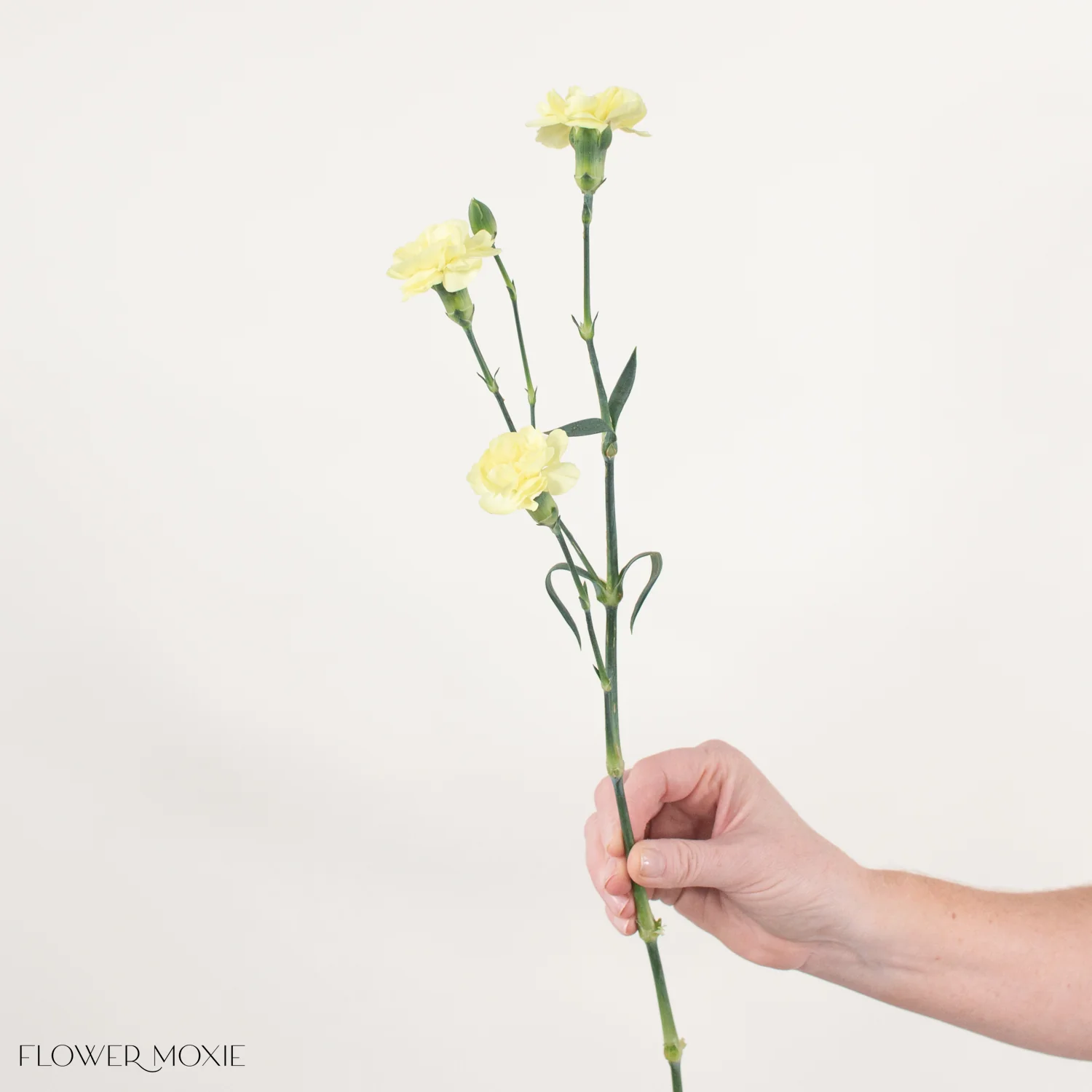 Light Yellow Mini Carnation Flower - Image 6