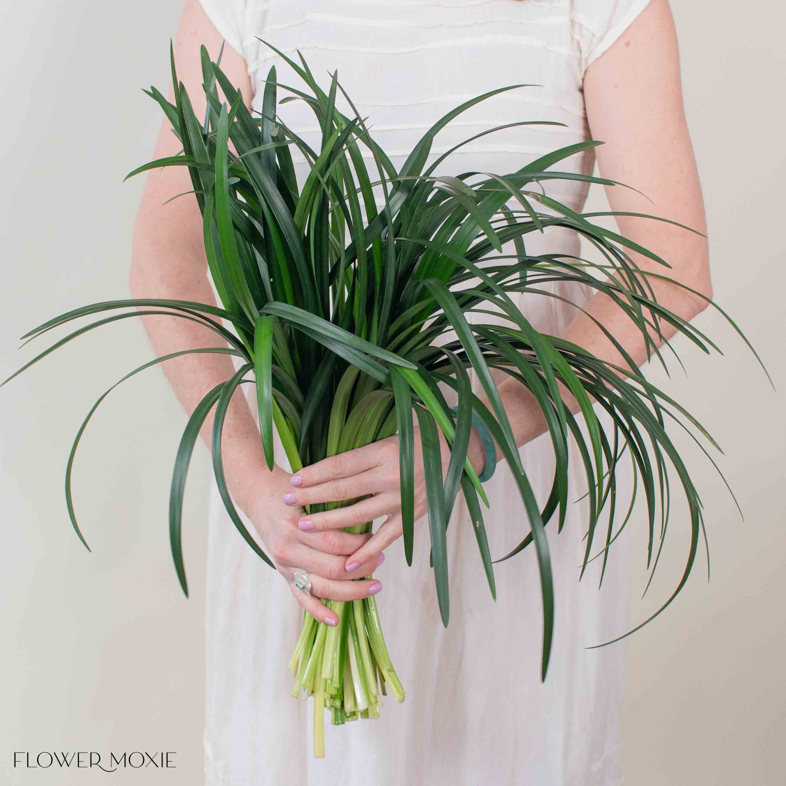 Lily Grass Greenery