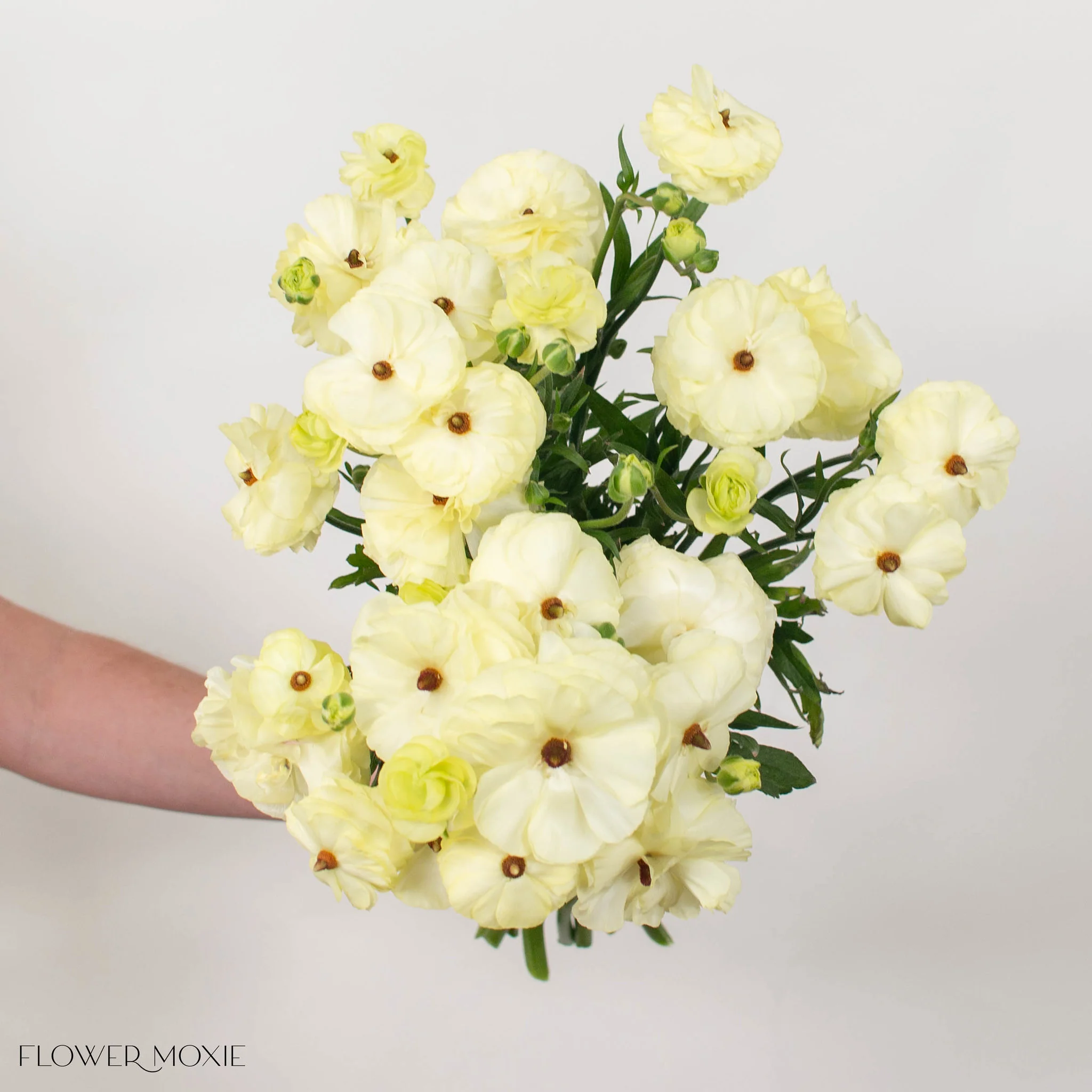 Limoncello Butterfly Ranunculus - Image 3