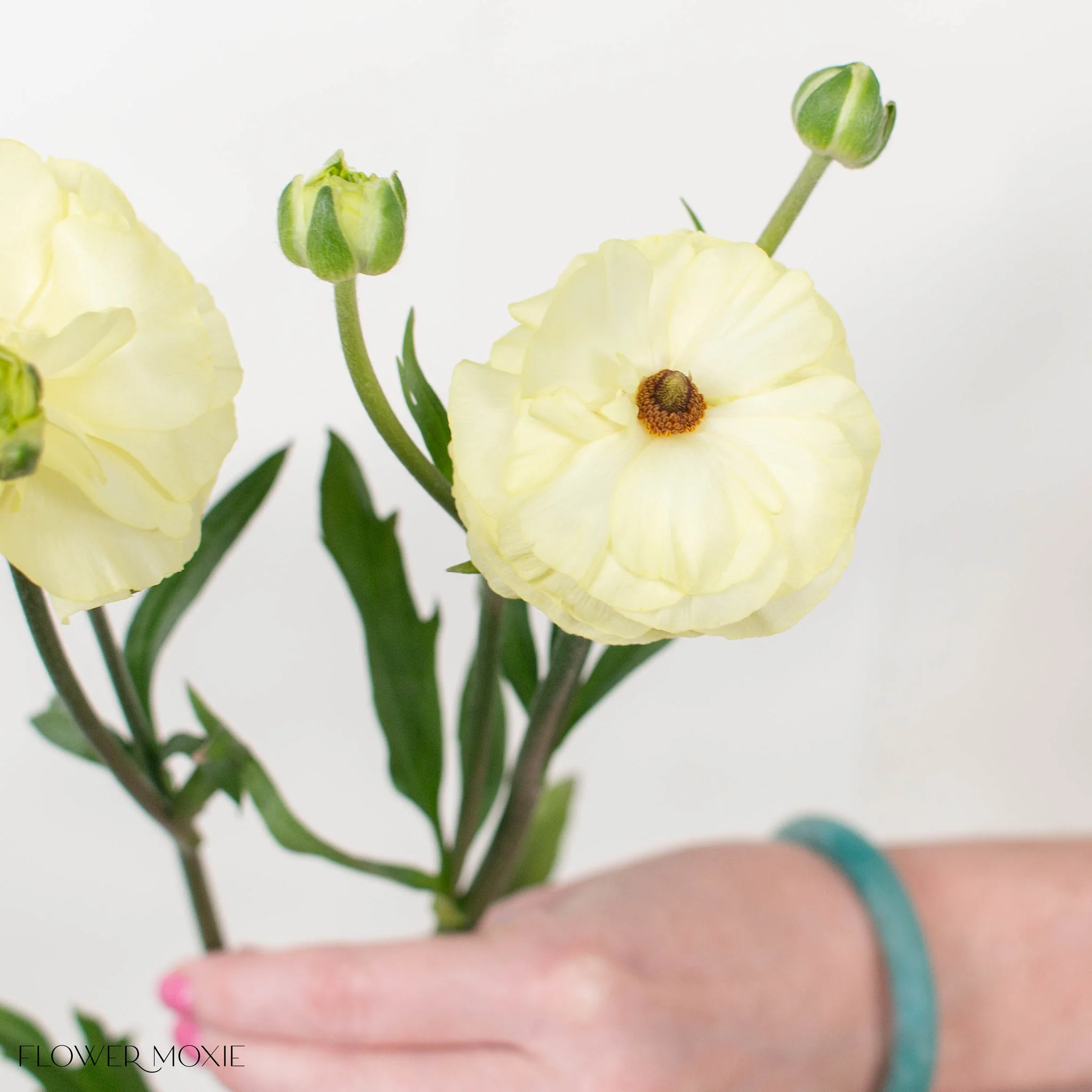 Limoncello Butterfly Ranunculus - Image 4