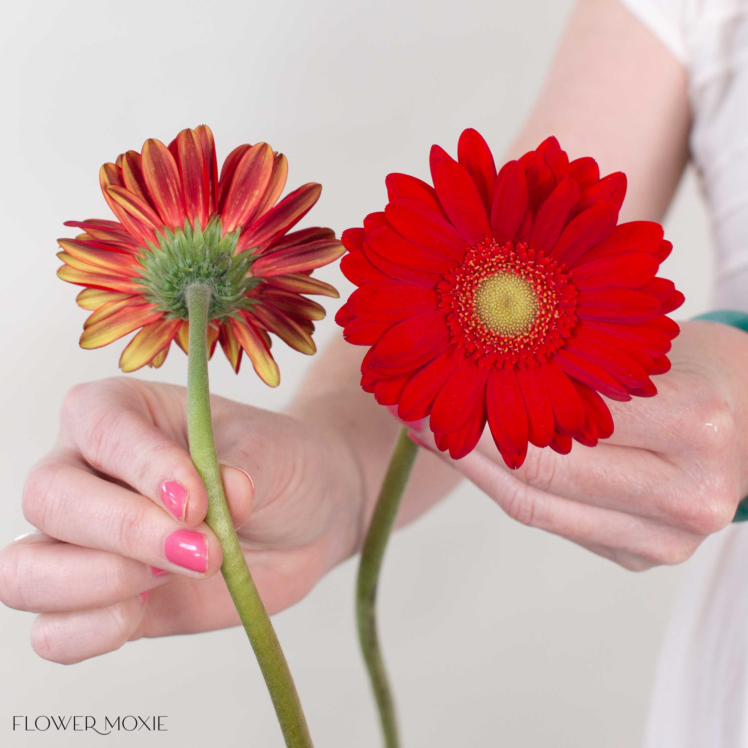 Red Mini Gerbera Daisies - Image 3