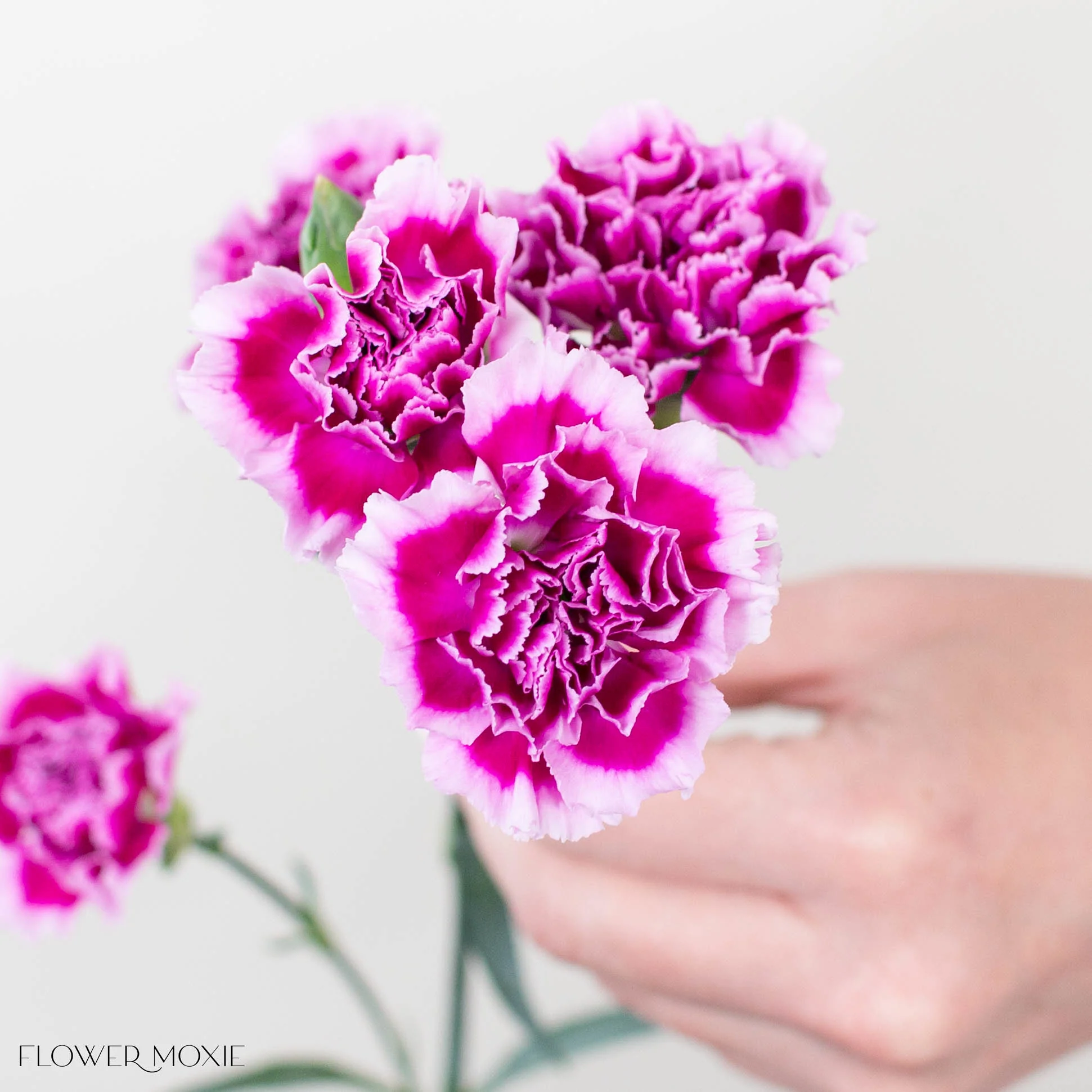 Purple Lavender Mini Carnation Flower - Image 2