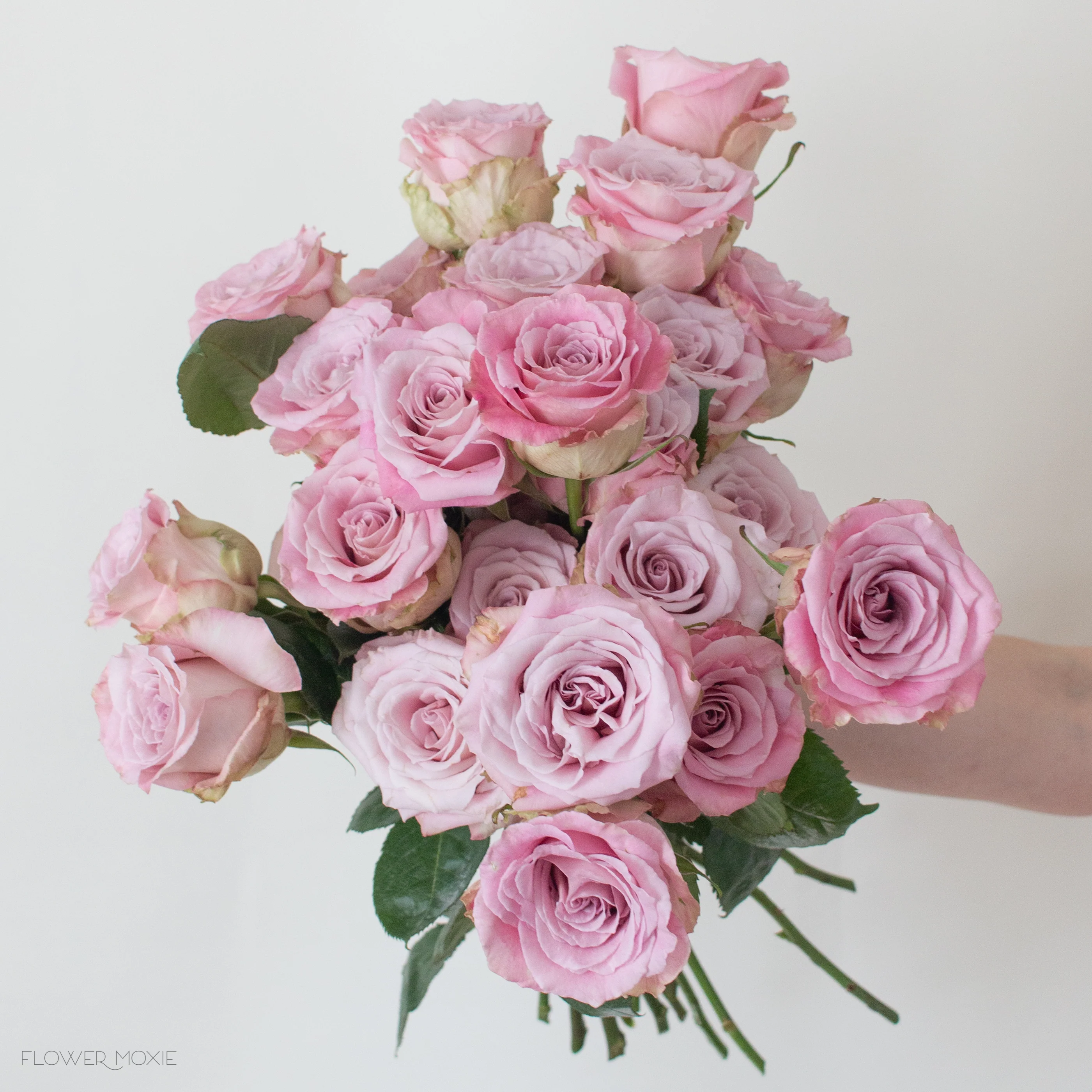 Mauve Faith Rose