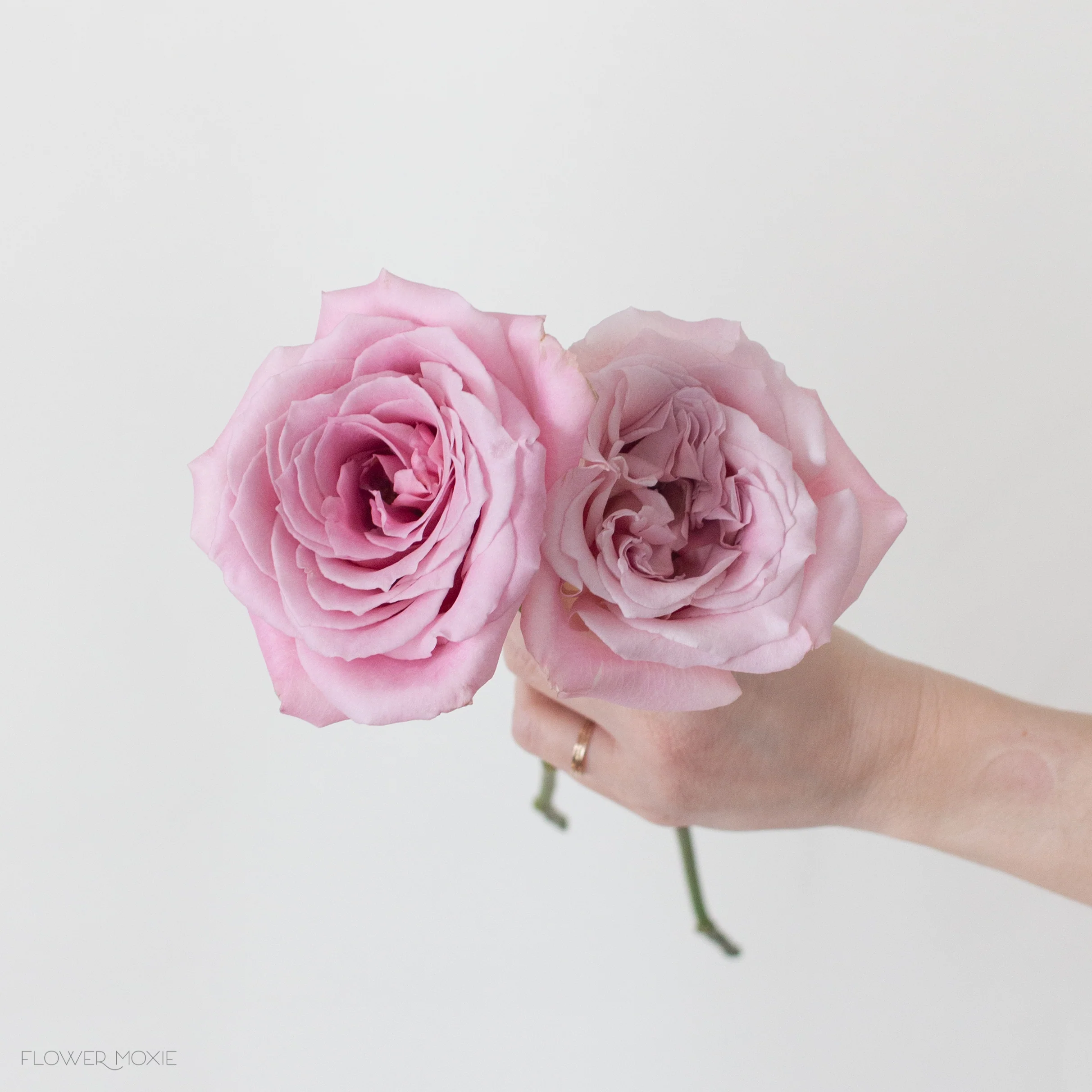 Mauve Faith Rose - Image 5