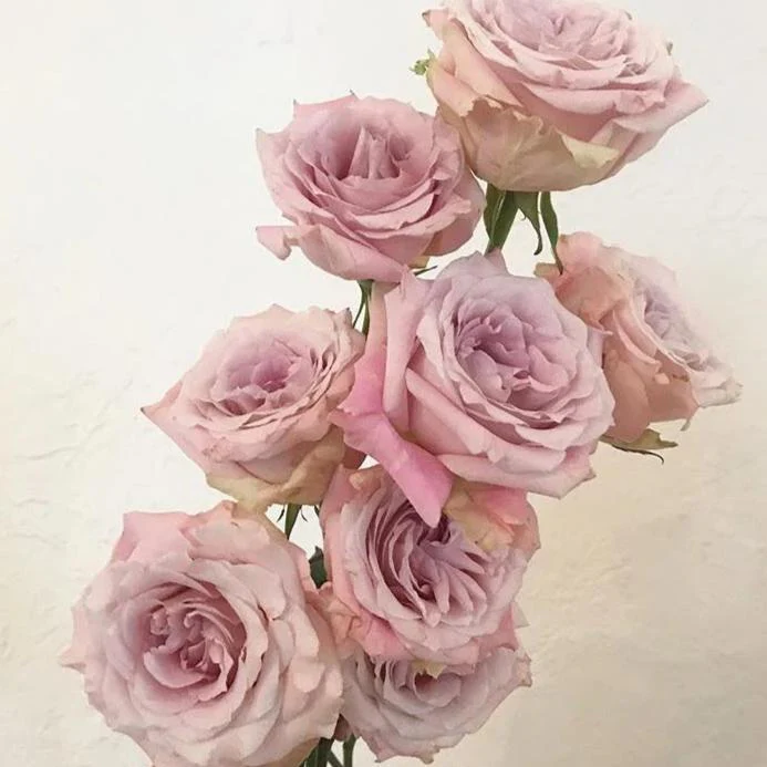 Mauve Faith Rose - Image 6