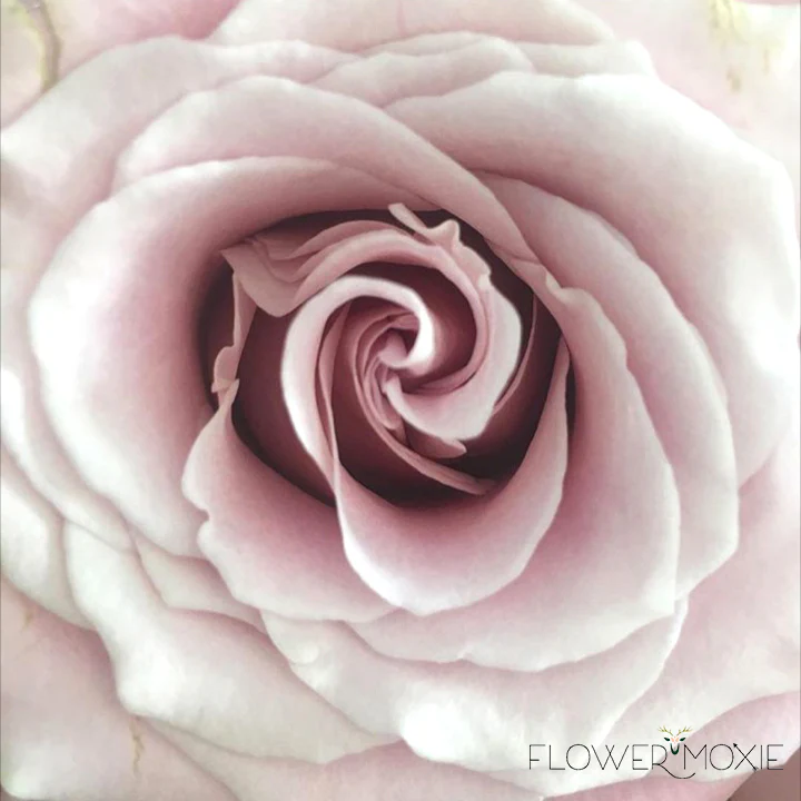 Mauve Faith Rose - Image 8
