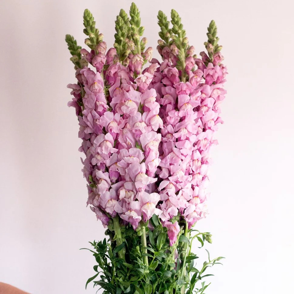 Mauve Lavender Snapdragon Flower