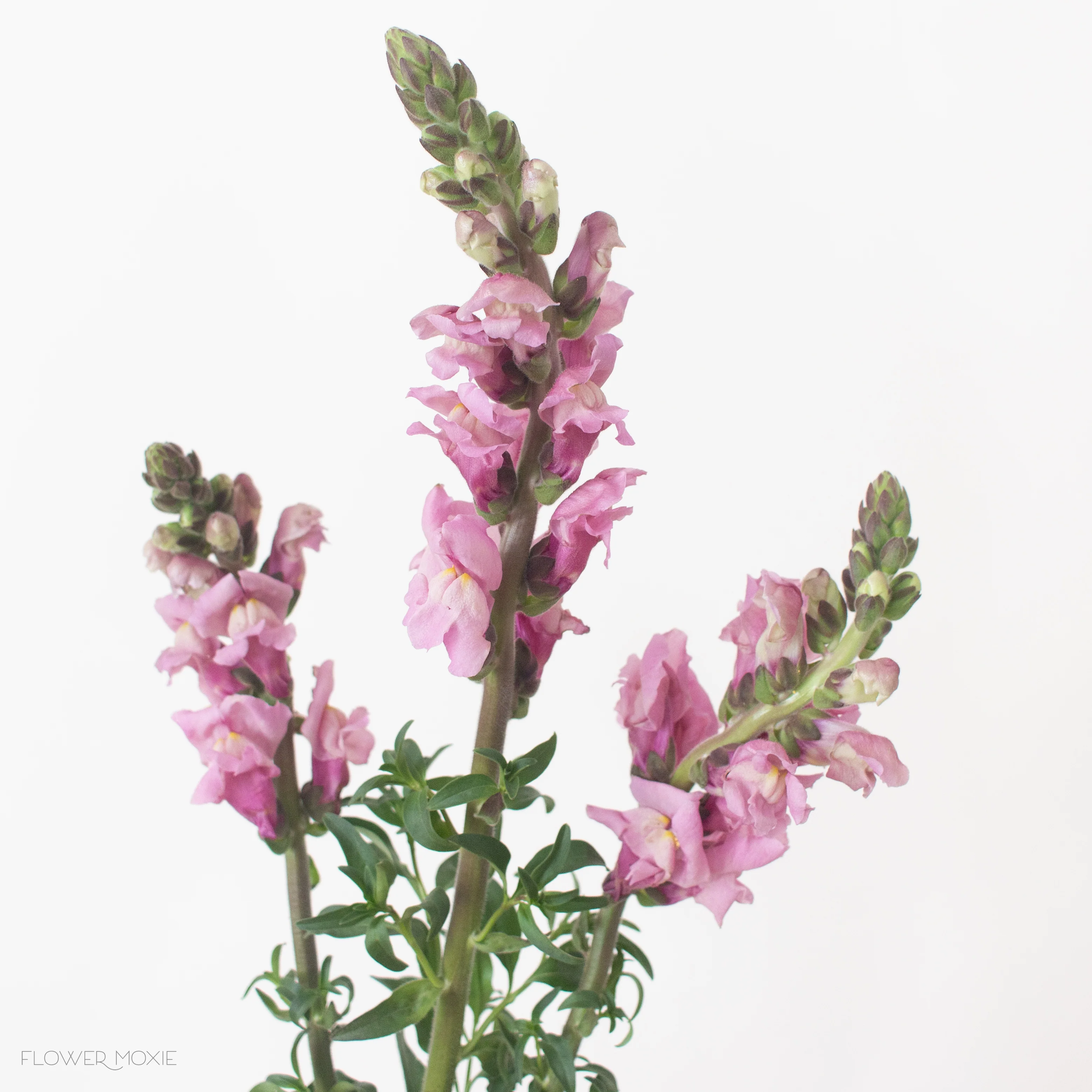 Mauve Lavender Snapdragon Flower - Image 10
