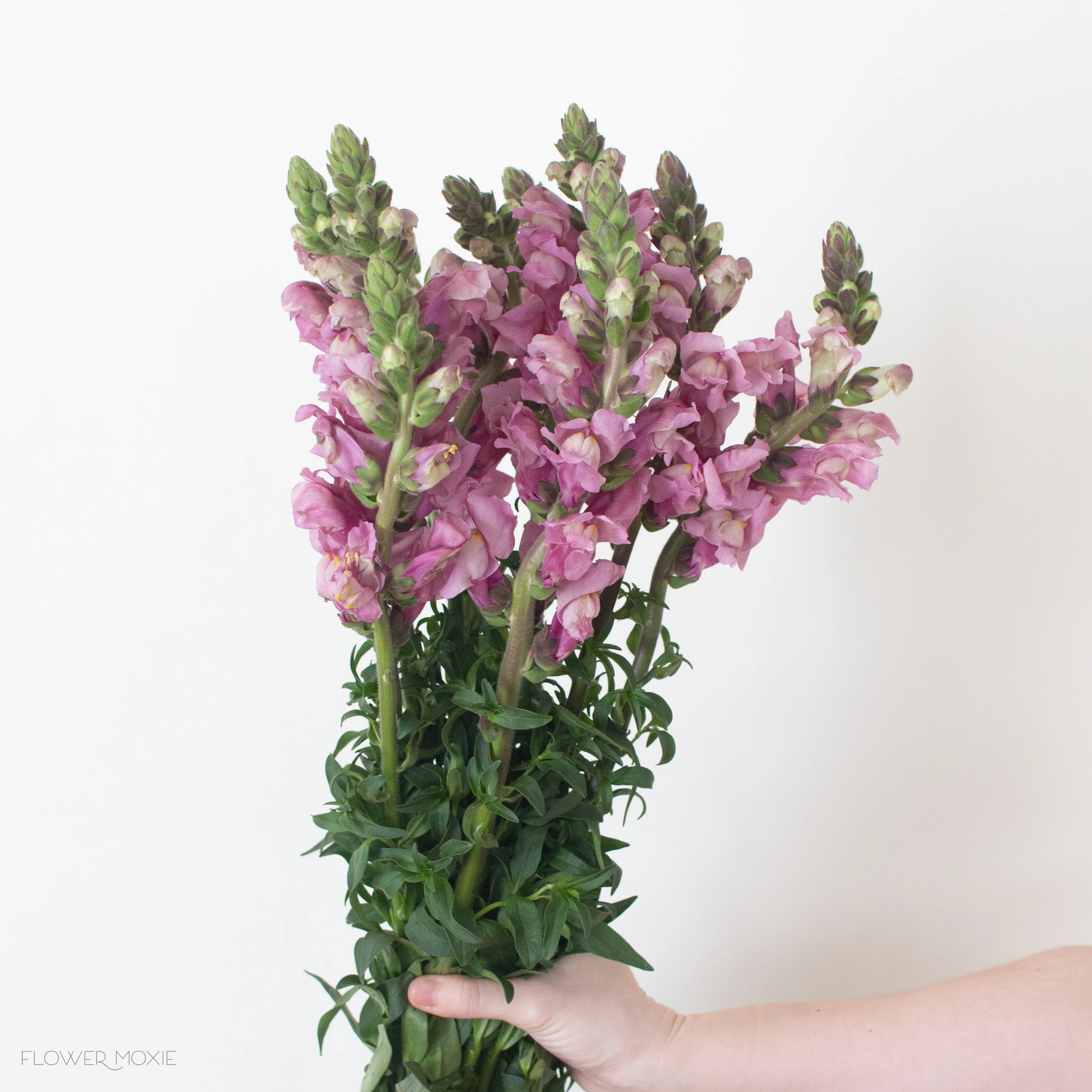 Mauve Lavender Snapdragon Flower - Image 3