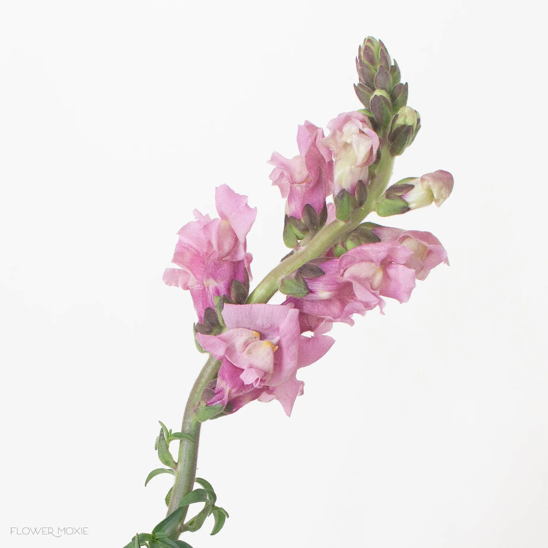 Mauve Lavender Snapdragon Flower - Image 4