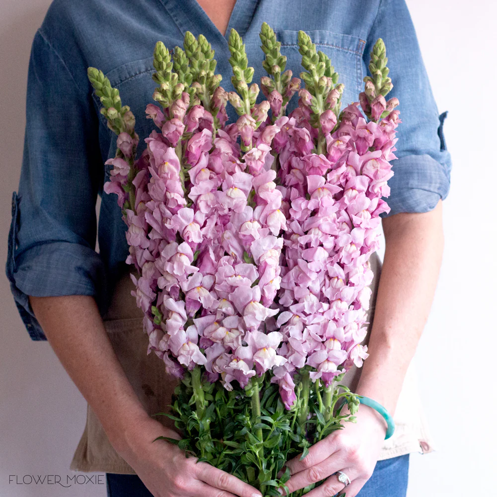 Mauve Lavender Snapdragon Flower - Image 5