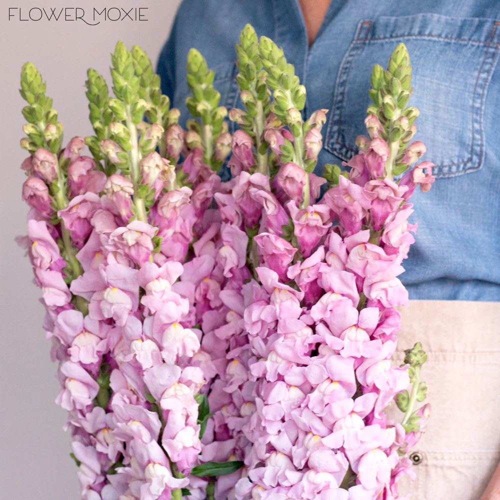 Mauve Lavender Snapdragon Flower - Image 6