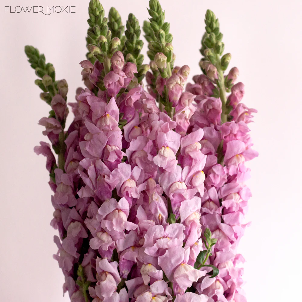 Mauve Lavender Snapdragon Flower - Image 7