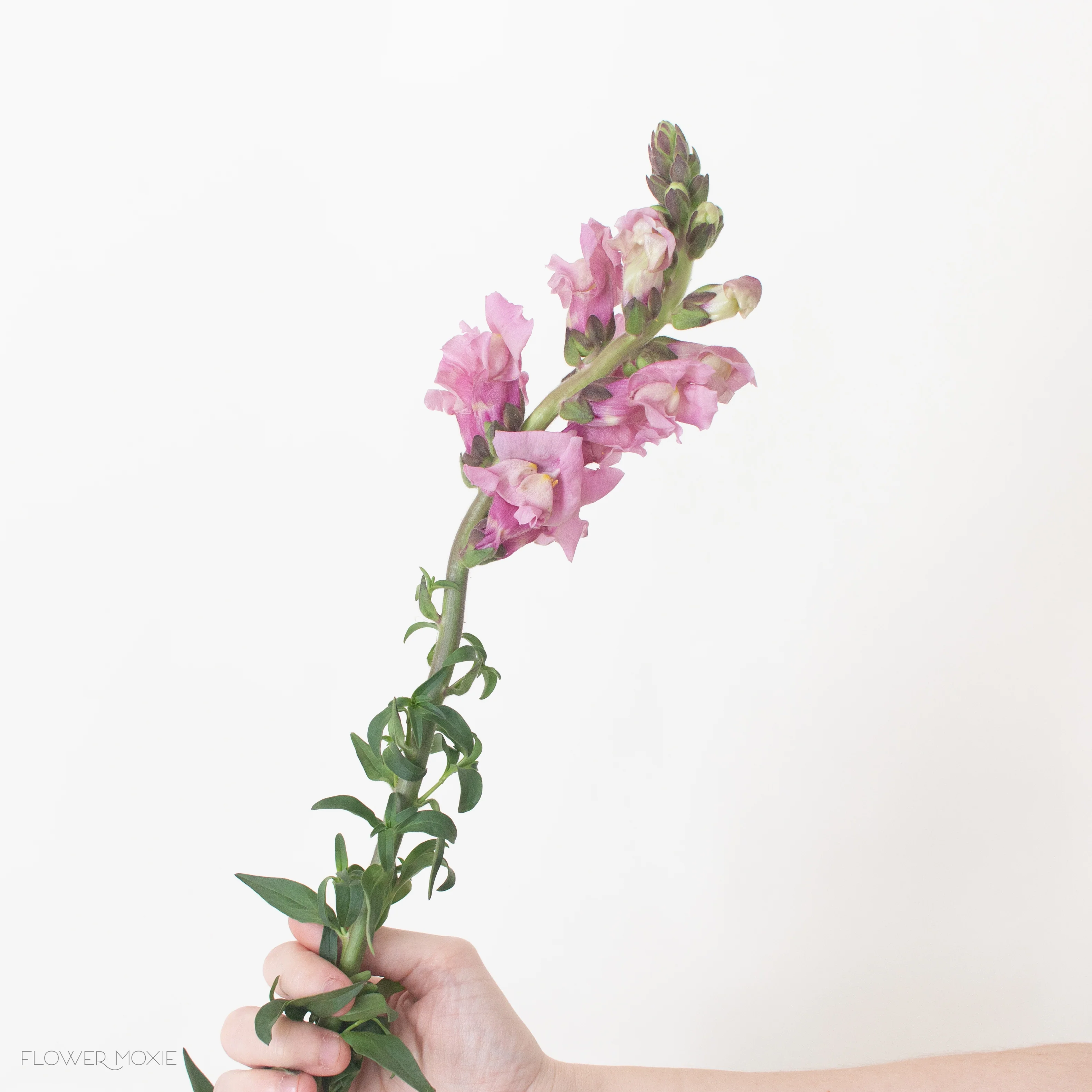 Mauve Lavender Snapdragon Flower - Image 8
